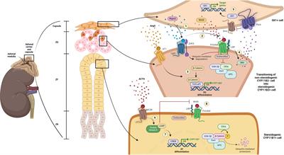 Evaluating the role of aldosterone synthesis on adrenal cell fate